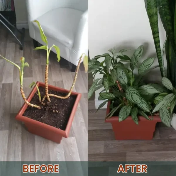 LIMETOW® Root Drops