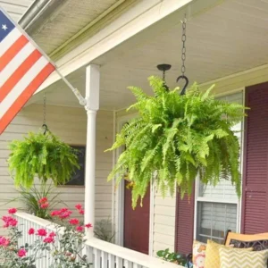 🔥On Sale Only Today 🌱 UV-Resistant Lifelike Artificial Boston Fern