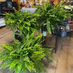 🔥On Sale Only Today 🌱 UV-Resistant Lifelike Artificial Boston Fern