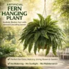 🔥On Sale Only Today 🌱 UV-Resistant Lifelike Artificial Boston Fern
