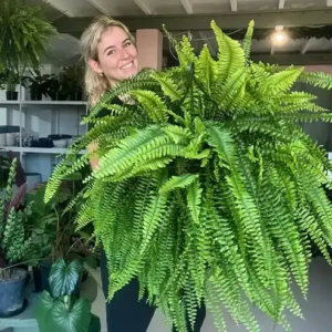 🔥On Sale Only Today 🌱 UV-Resistant Lifelike Artificial Boston Fern