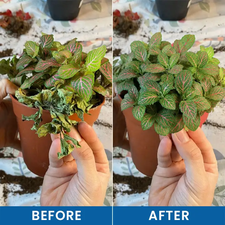 LIMETOW® Baking Soda Powder for Plants