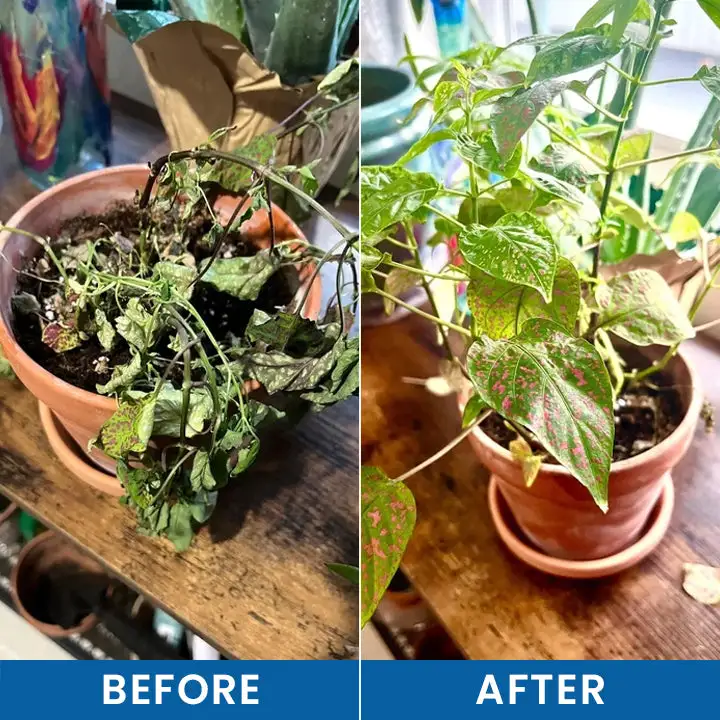 LIMETOW® Baking Soda Powder for Plants
