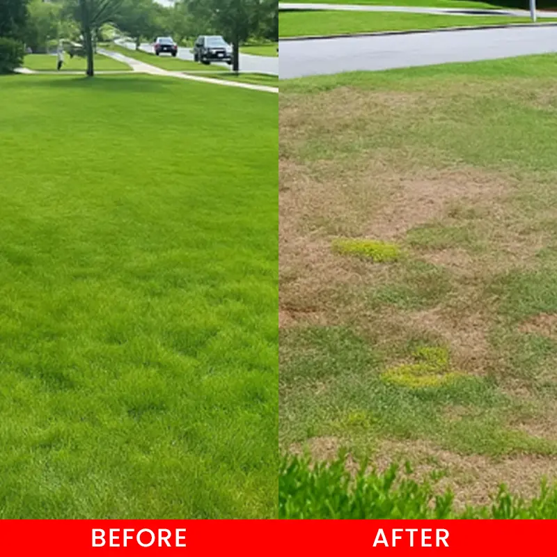 LIMETOW® Cyclosinone Herbicide Water Dispersible Granules