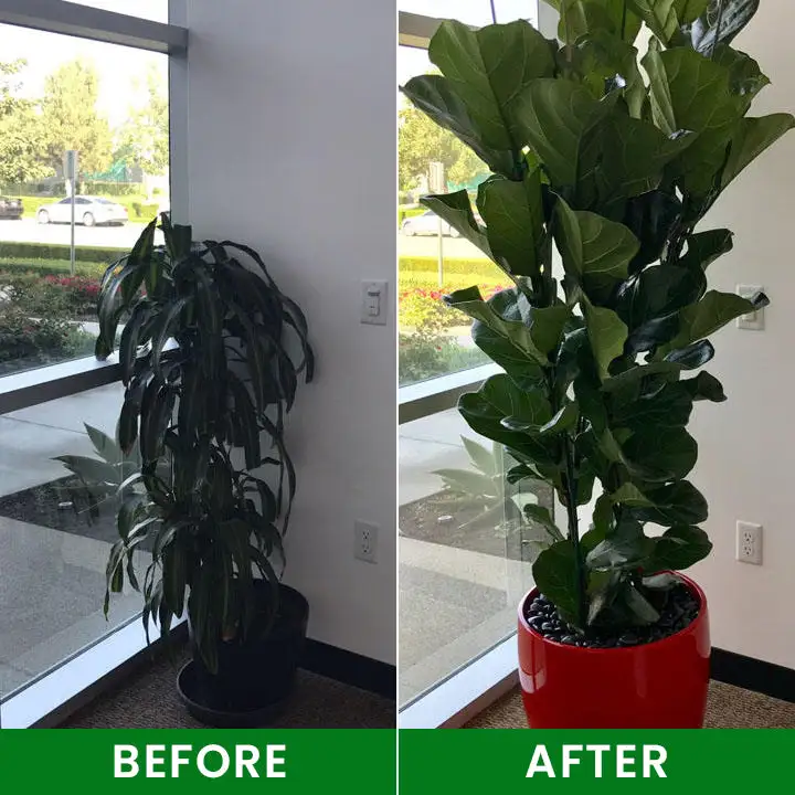 LIMETOW® Plant Nutrient Beads